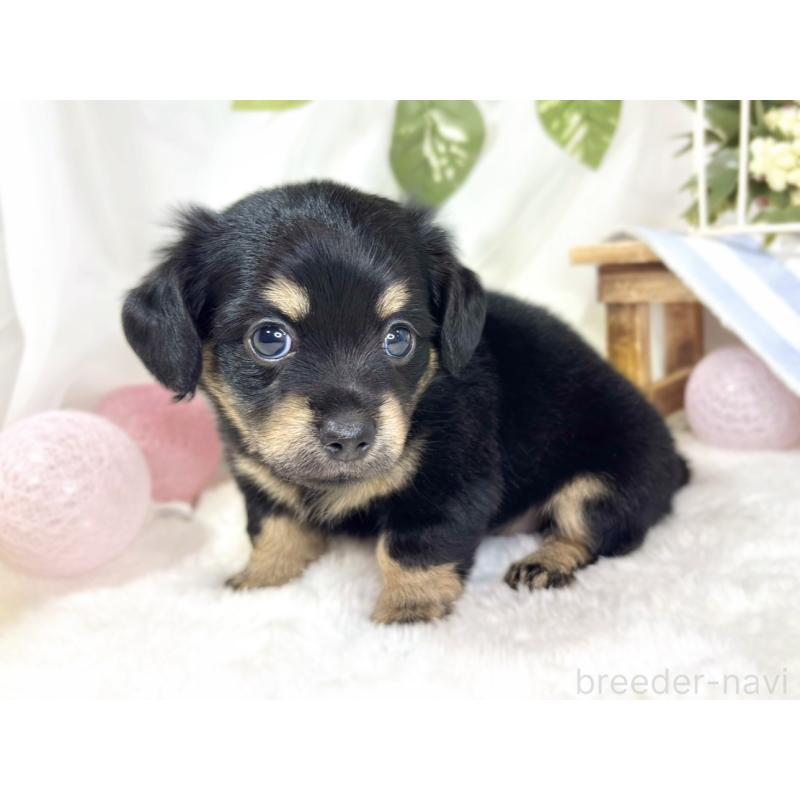 販売中の滋賀県のチワックス:チワワ×ミニチュアダックスフンド-436508の3枚目