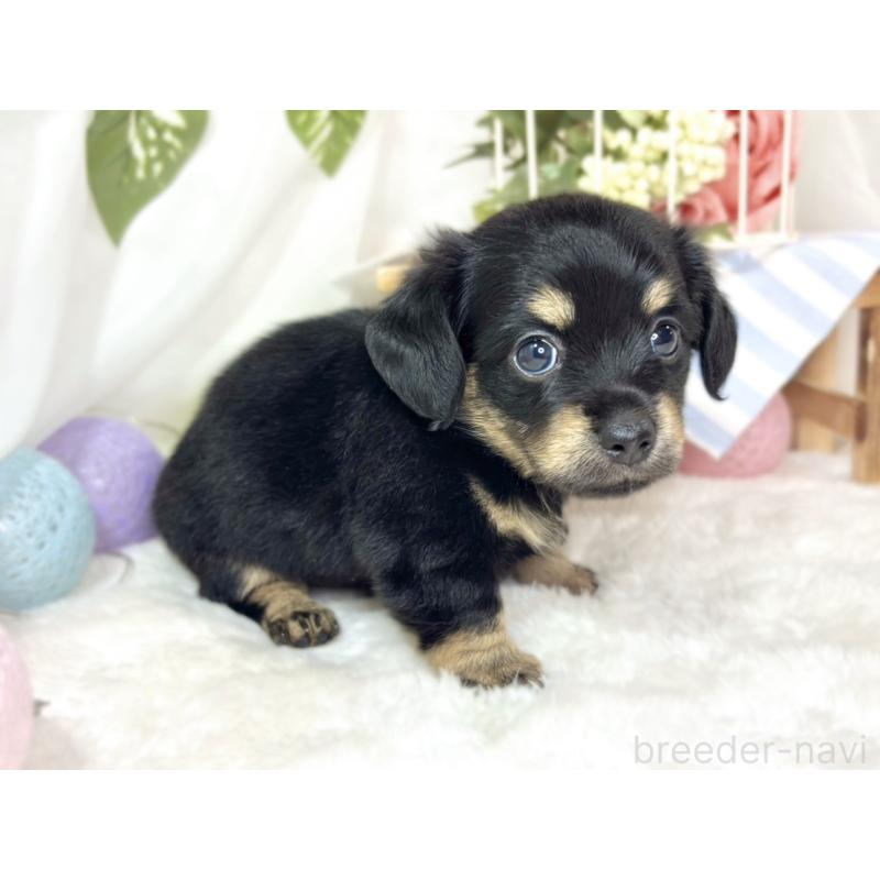 販売中の滋賀県のチワックス:チワワ×ミニチュアダックスフンド-436508の2枚目