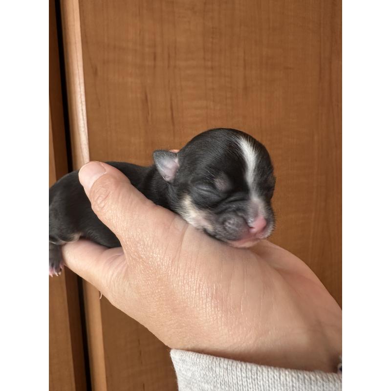 販売中の神奈川県のチワワ(ロングコート)-436509の8枚目