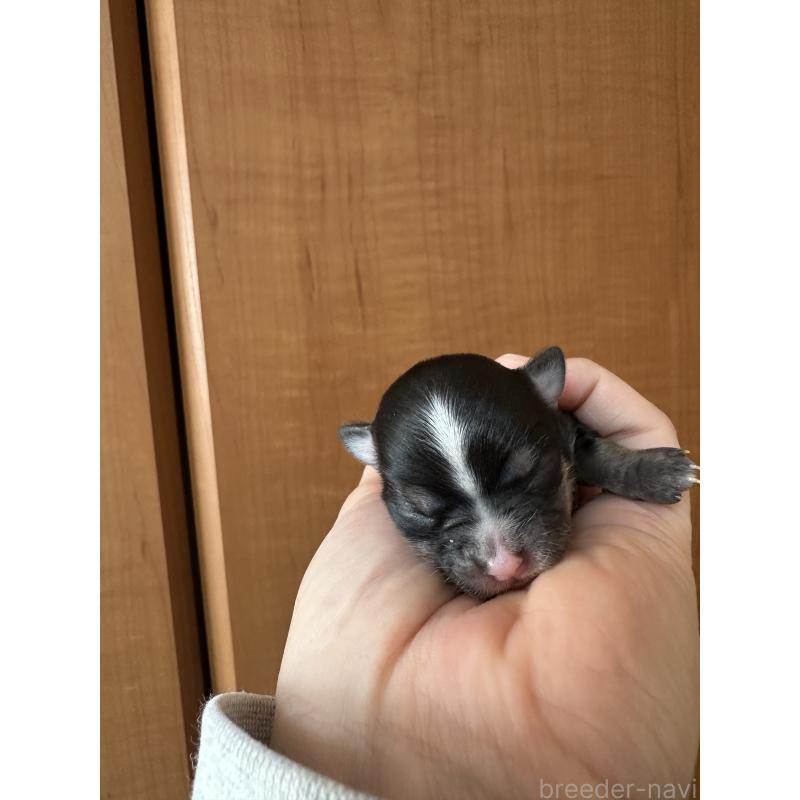 販売中の神奈川県のチワワ(ロングコート)-436509の7枚目