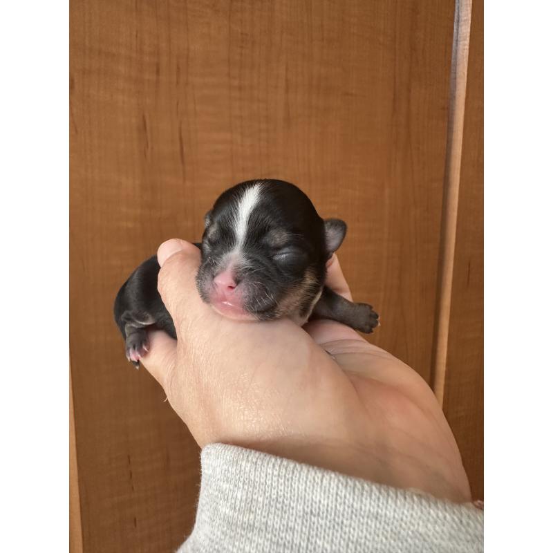 販売中の神奈川県のチワワ(ロングコート)-436509の6枚目