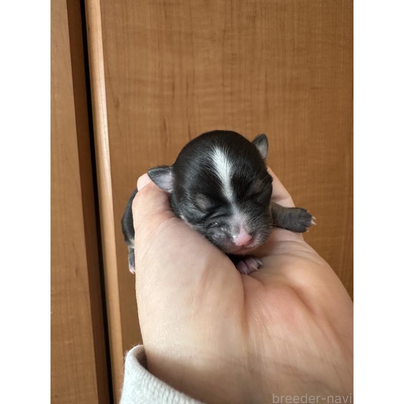 販売中の神奈川県のチワワ(ロングコート)-436509の4枚目