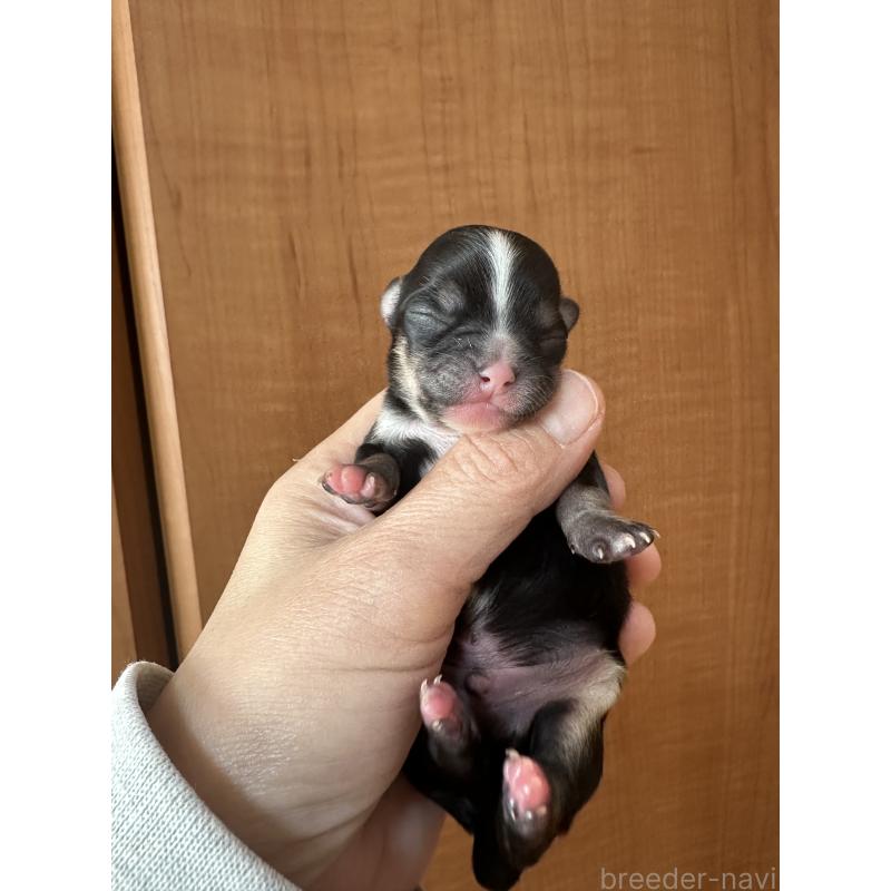 販売中の神奈川県のチワワ(ロングコート)-436509の3枚目