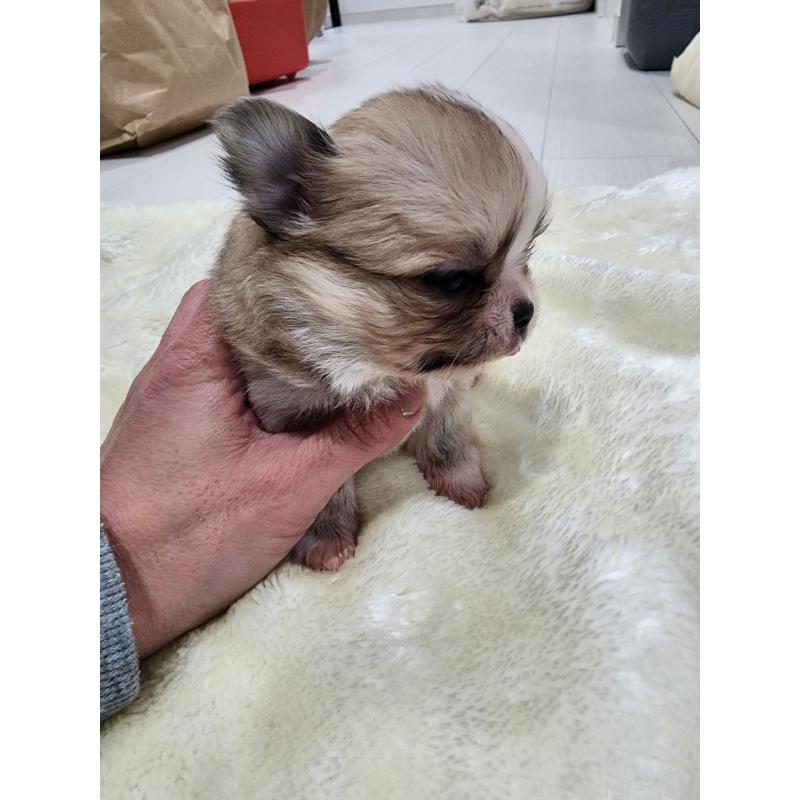 販売中の福岡県のチワワ(ロングコート)-436510の2枚目