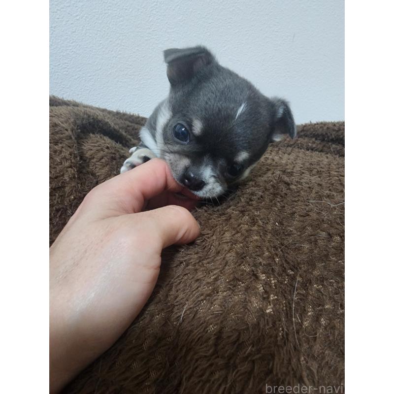 販売中の福岡県のチワワ(スムースコート)-436512の3枚目