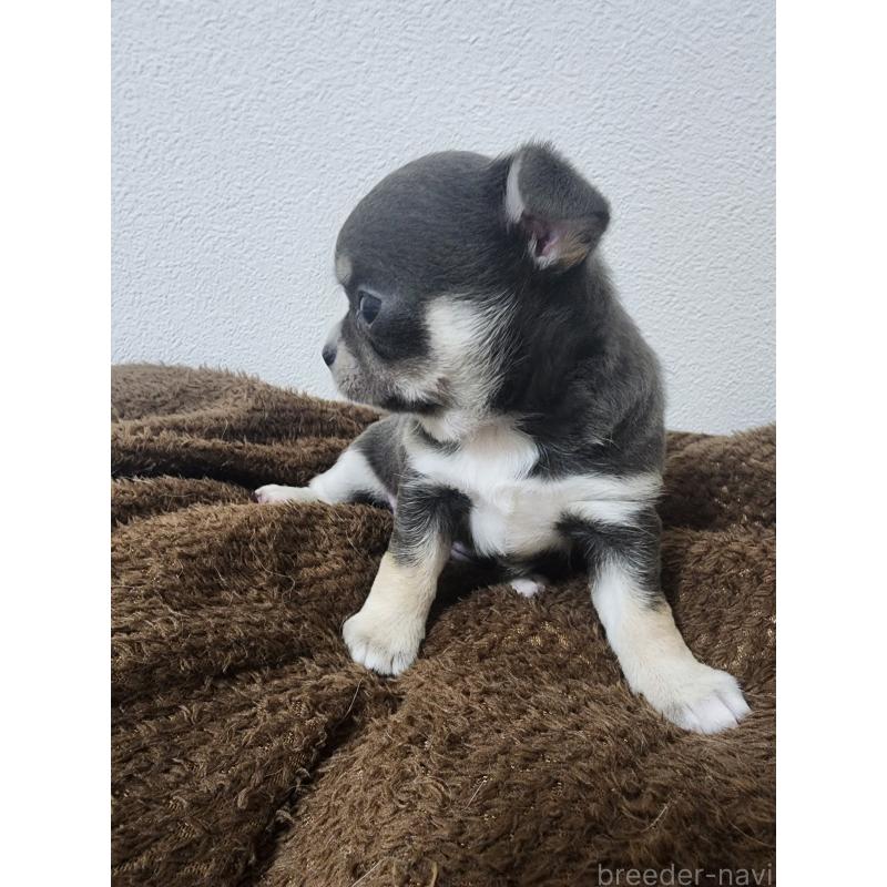 販売中の福岡県のチワワ(スムースコート)-436512の2枚目