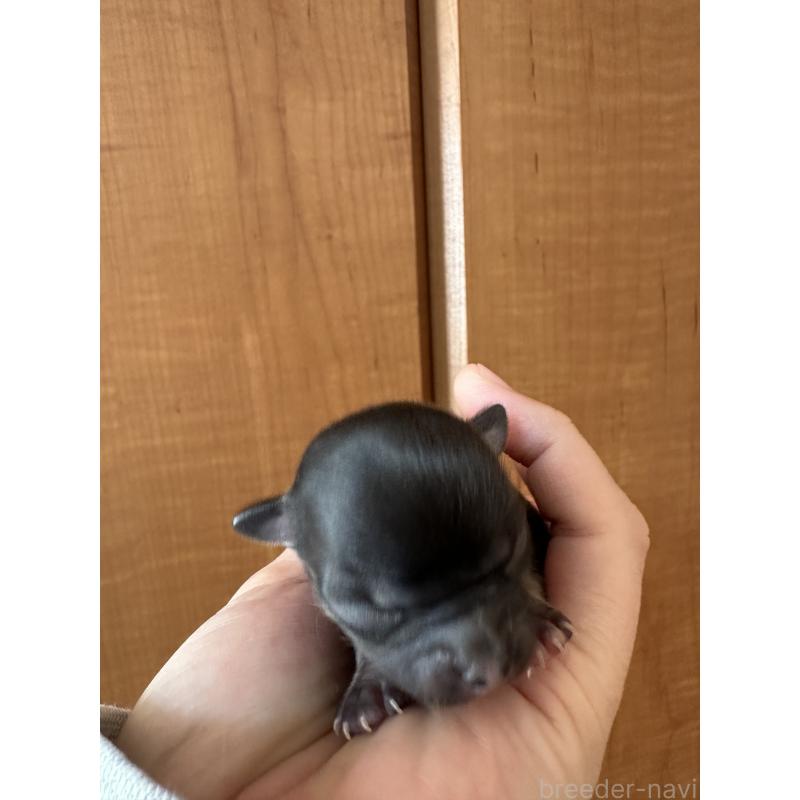 販売中の神奈川県のチワワ(ロングコート)-436513の6枚目