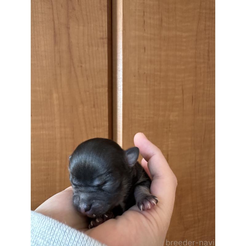 販売中の神奈川県のチワワ(ロングコート)-436513の5枚目