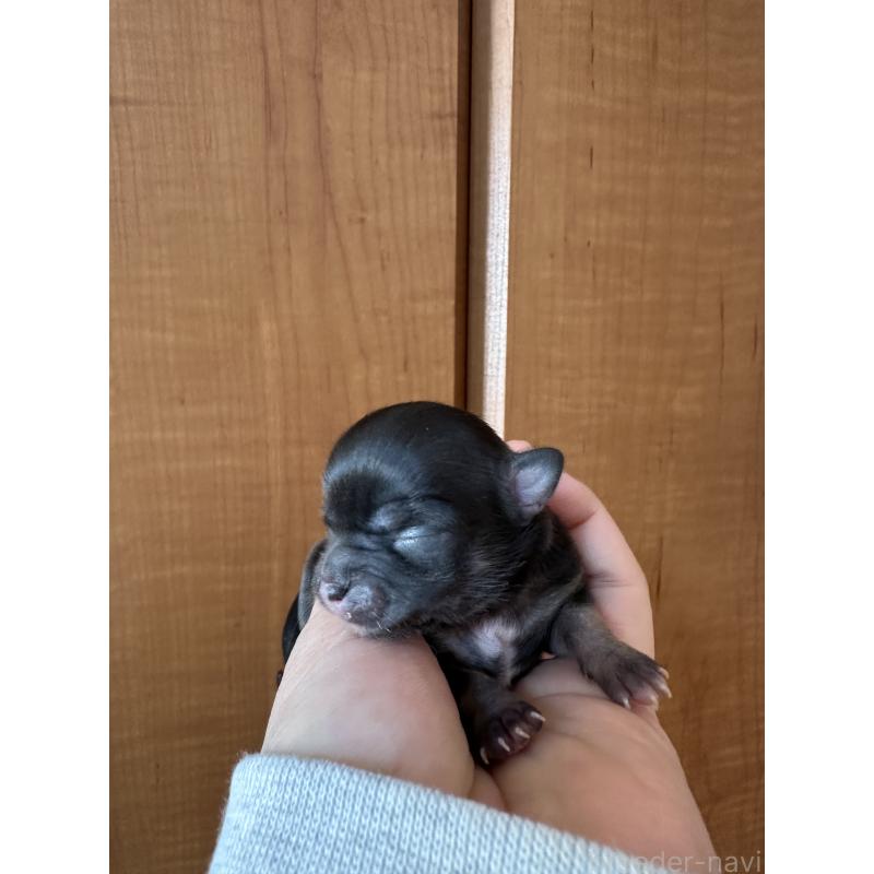 販売中の神奈川県のチワワ(ロングコート)-436513の4枚目