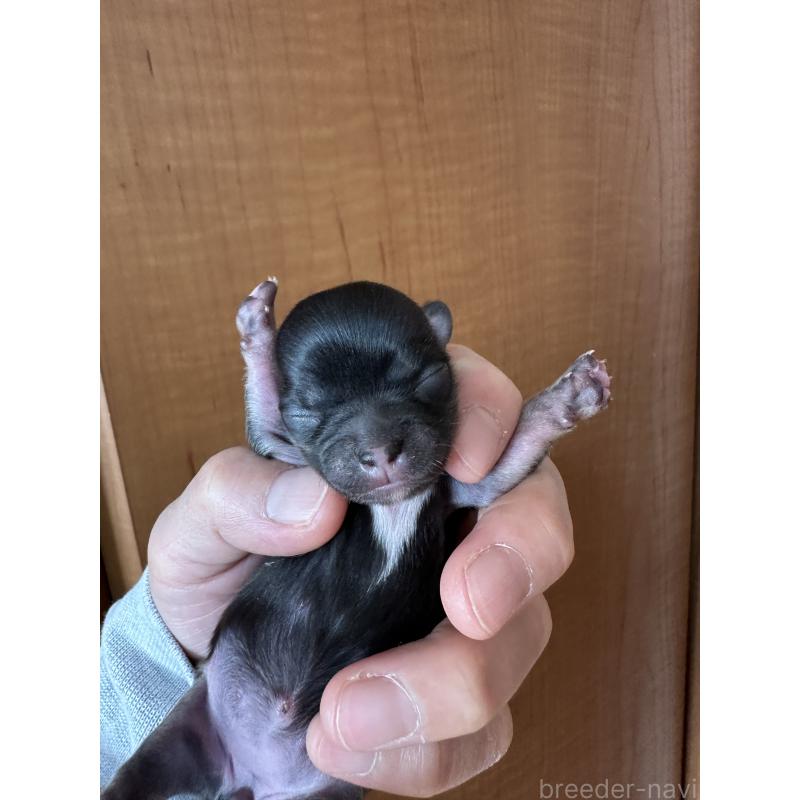 販売中の神奈川県のチワワ(ロングコート)-436513の3枚目