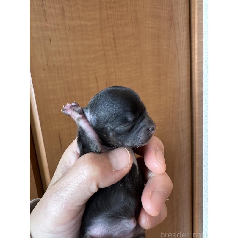 販売中の神奈川県のチワワ(ロングコート)-436513の2枚目