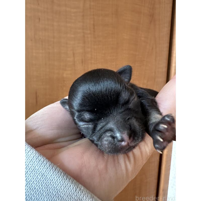 販売中の神奈川県のチワワ(ロングコート)-436514の6枚目