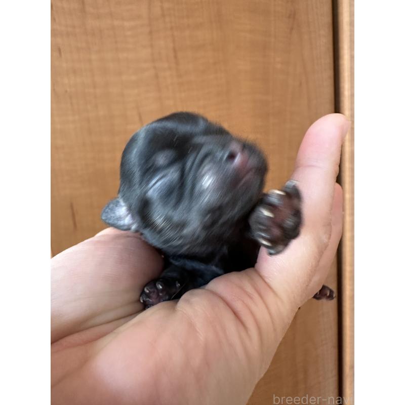 販売中の神奈川県のチワワ(ロングコート)-436514の5枚目