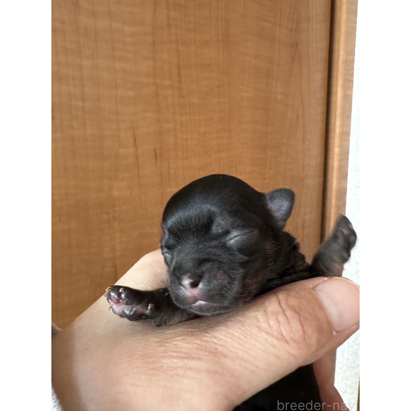 販売中の神奈川県のチワワ(ロングコート)-436514の4枚目