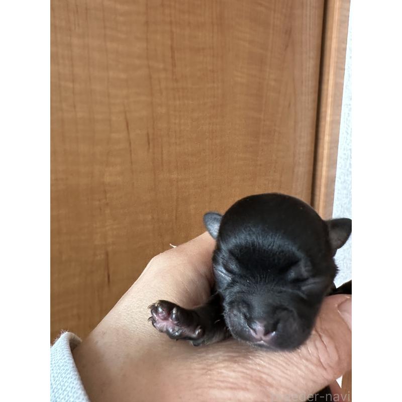 販売中の神奈川県のチワワ(ロングコート)-436514の3枚目