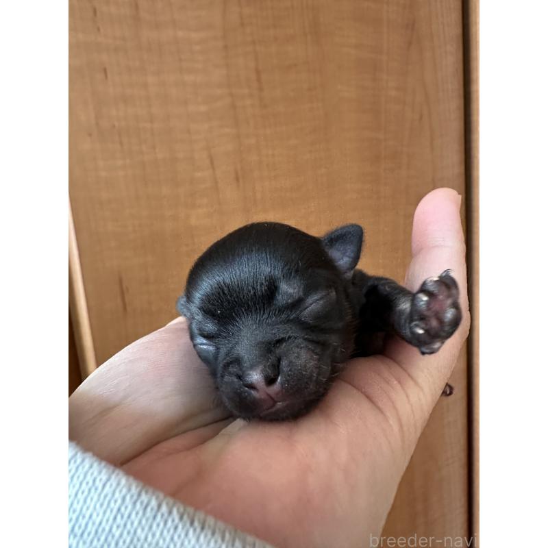 販売中の神奈川県のチワワ(ロングコート)-436514の2枚目