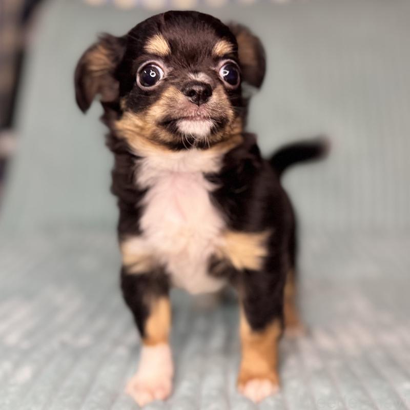 販売中の鹿児島県のチワワ(ロングコート)-436516の13枚目