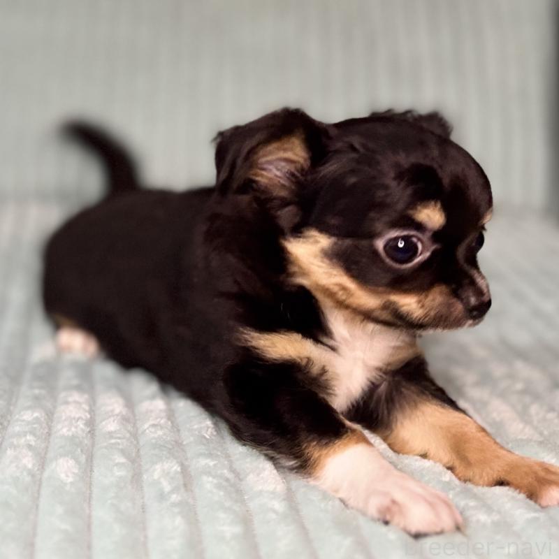 販売中の鹿児島県のチワワ(ロングコート)-436516の12枚目