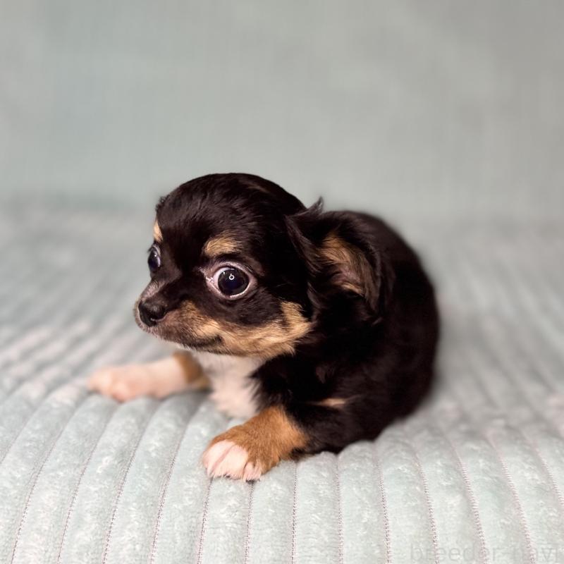 販売中の鹿児島県のチワワ(ロングコート)-436516の11枚目