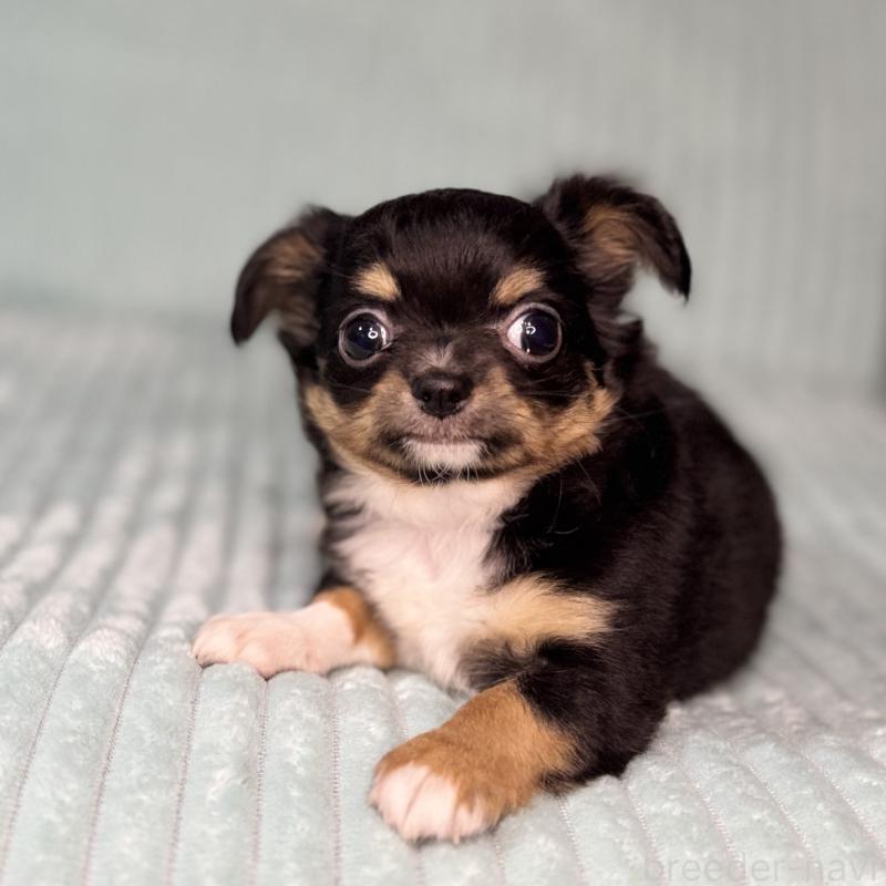 販売中の鹿児島県のチワワ(ロングコート)-436516の10枚目