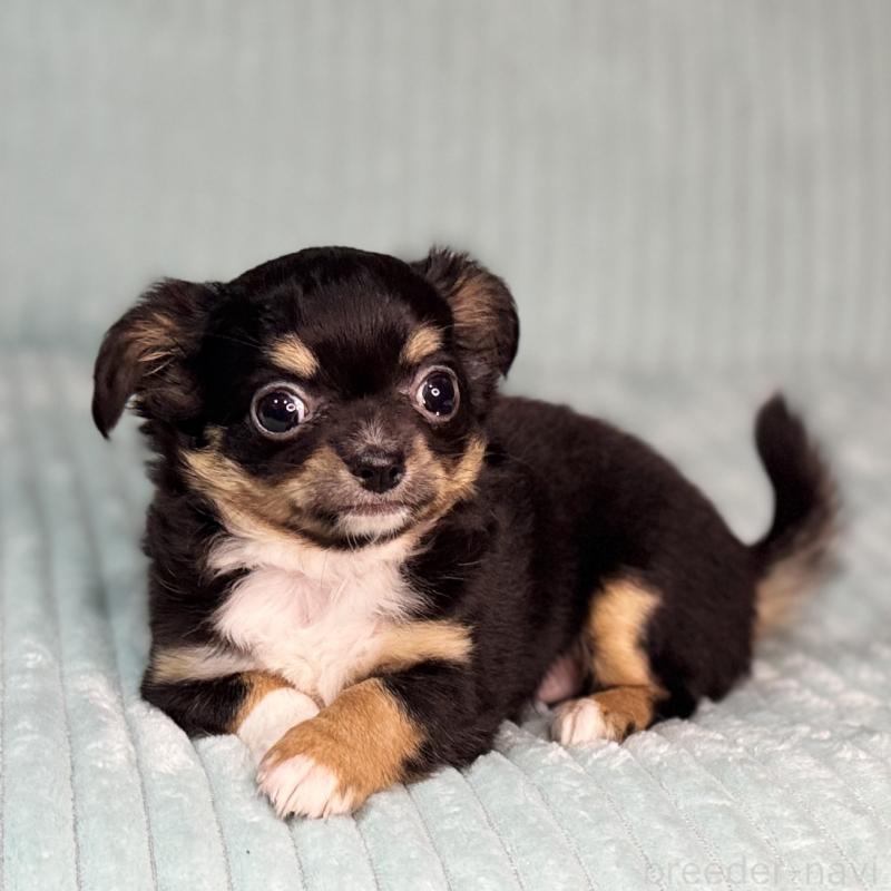 販売中の鹿児島県のチワワ(ロングコート)-436516の4枚目