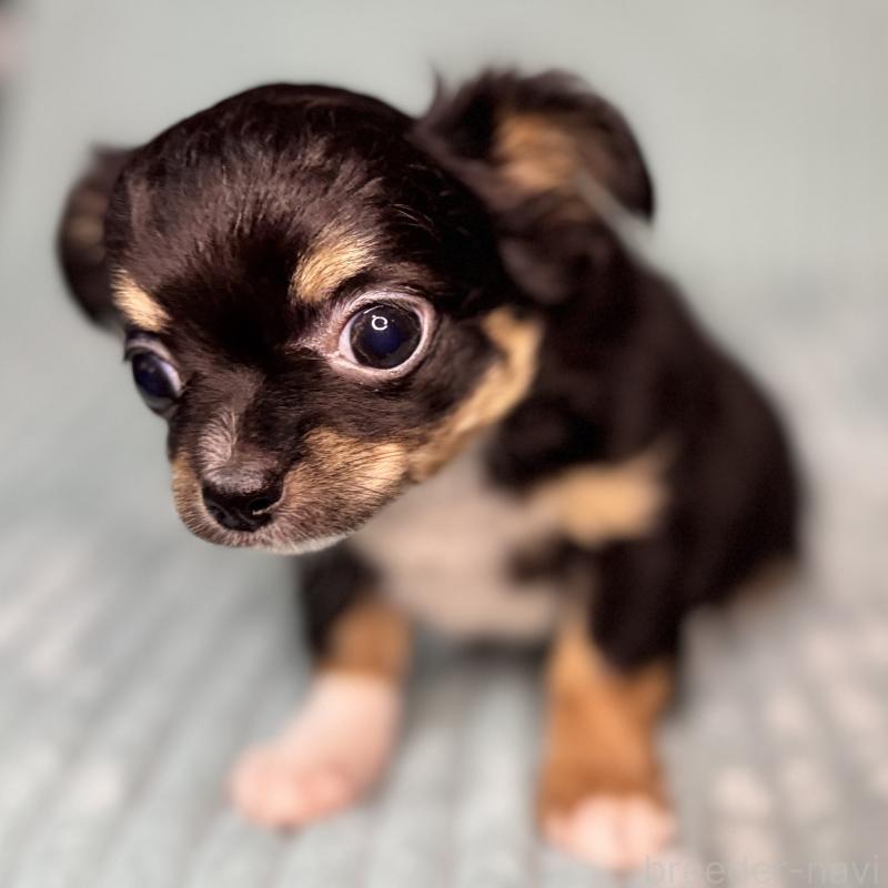 販売中の鹿児島県のチワワ(ロングコート)-436516の3枚目