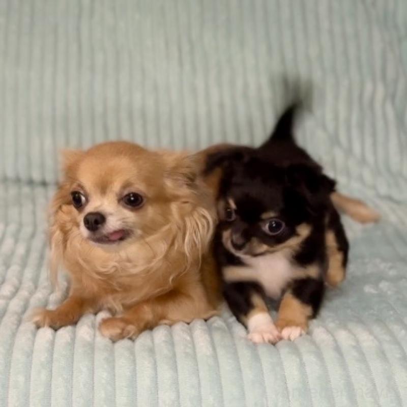 販売中の鹿児島県のチワワ(ロングコート)-436516の2枚目