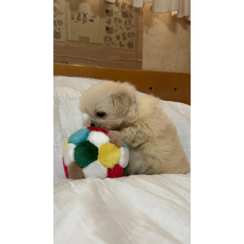 販売中の大分県のミックス犬-436515の6枚目