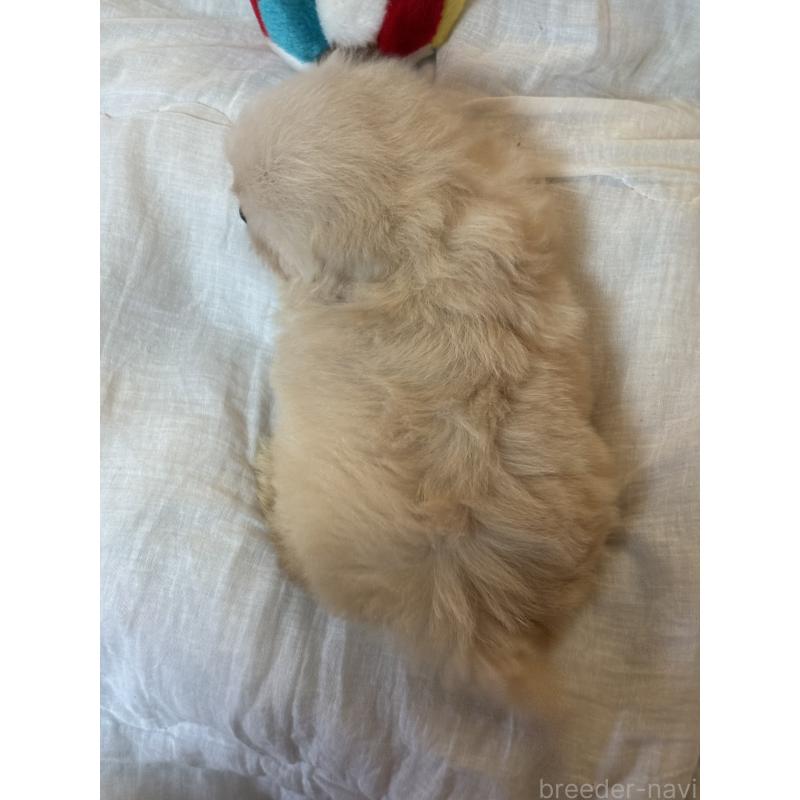 販売中の大分県のミックス犬-436515の5枚目