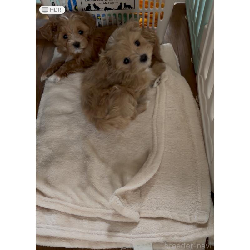 販売中の熊本県のミックス犬-425309の3枚目