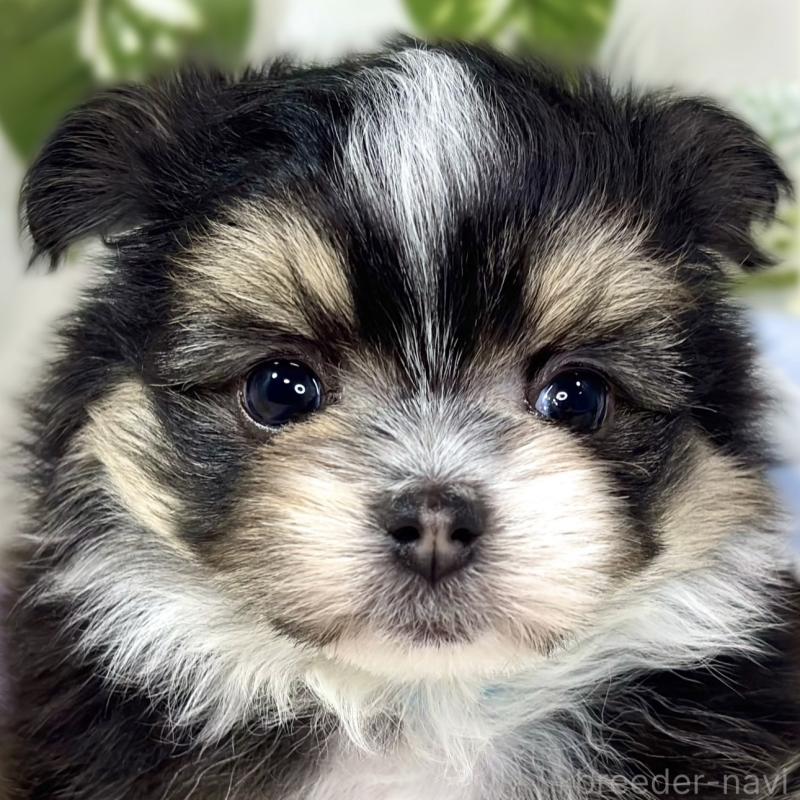 販売中の滋賀県のポメマル:ポメラニアン×マルチーズ-436517