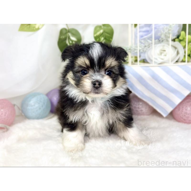 販売中の滋賀県のポメマル:ポメラニアン×マルチーズ-436517の4枚目