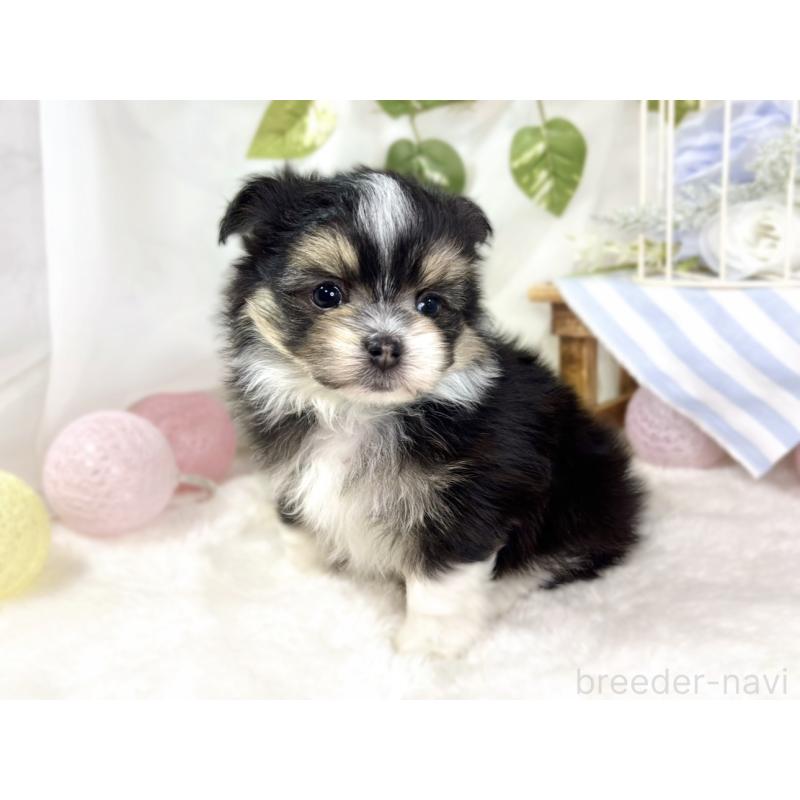 販売中の滋賀県のポメマル:ポメラニアン×マルチーズ-436517の2枚目