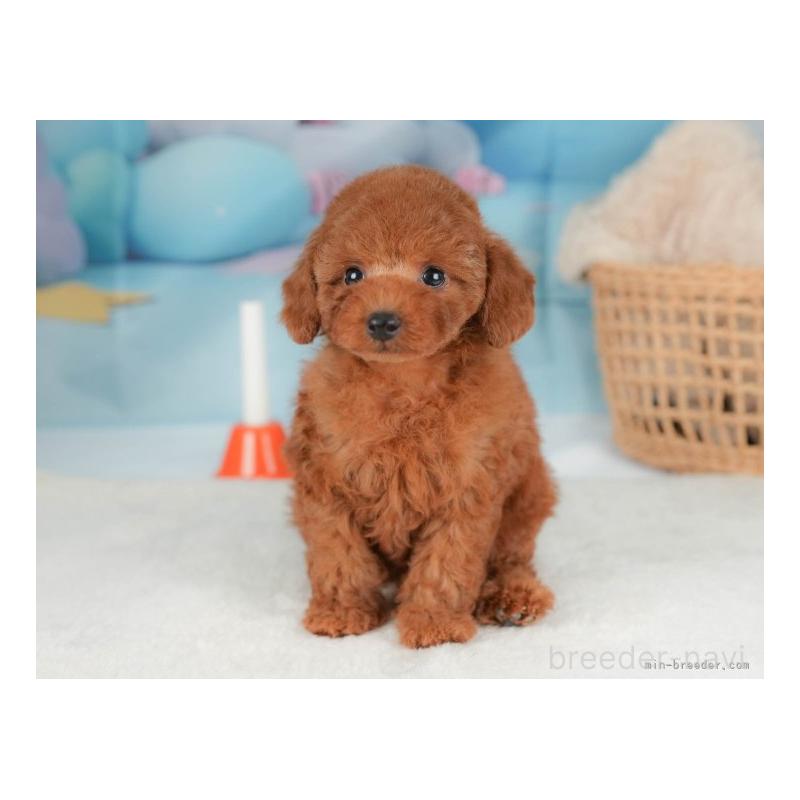 成約済の栃木県のトイプードル-422707の8枚目