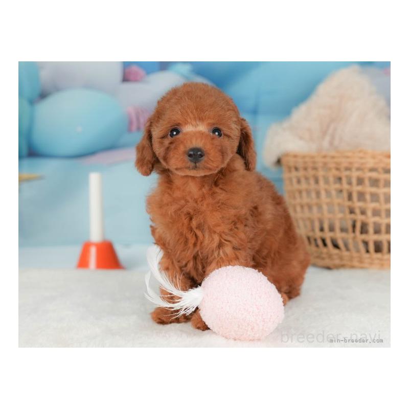 成約済の栃木県のトイプードル-422707の7枚目