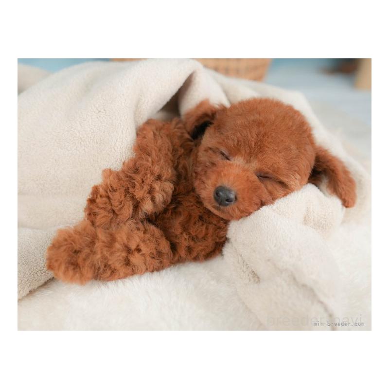 成約済の栃木県のトイプードル-422707の6枚目