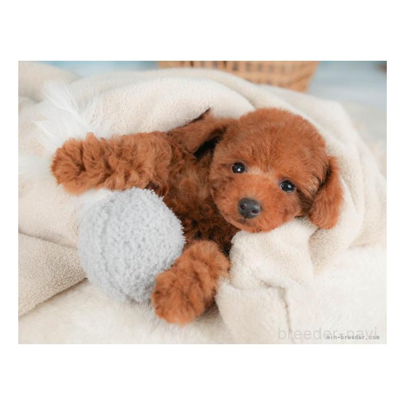 成約済の栃木県のトイプードル-422707の5枚目