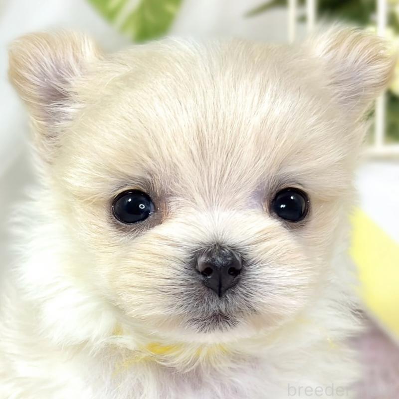 販売中の滋賀県のポメマル:ポメラニアン×マルチーズ-436519の1枚目