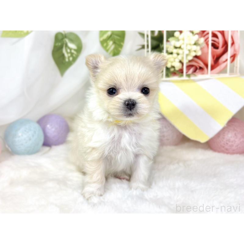 販売中の滋賀県のポメマル:ポメラニアン×マルチーズ-436519の4枚目