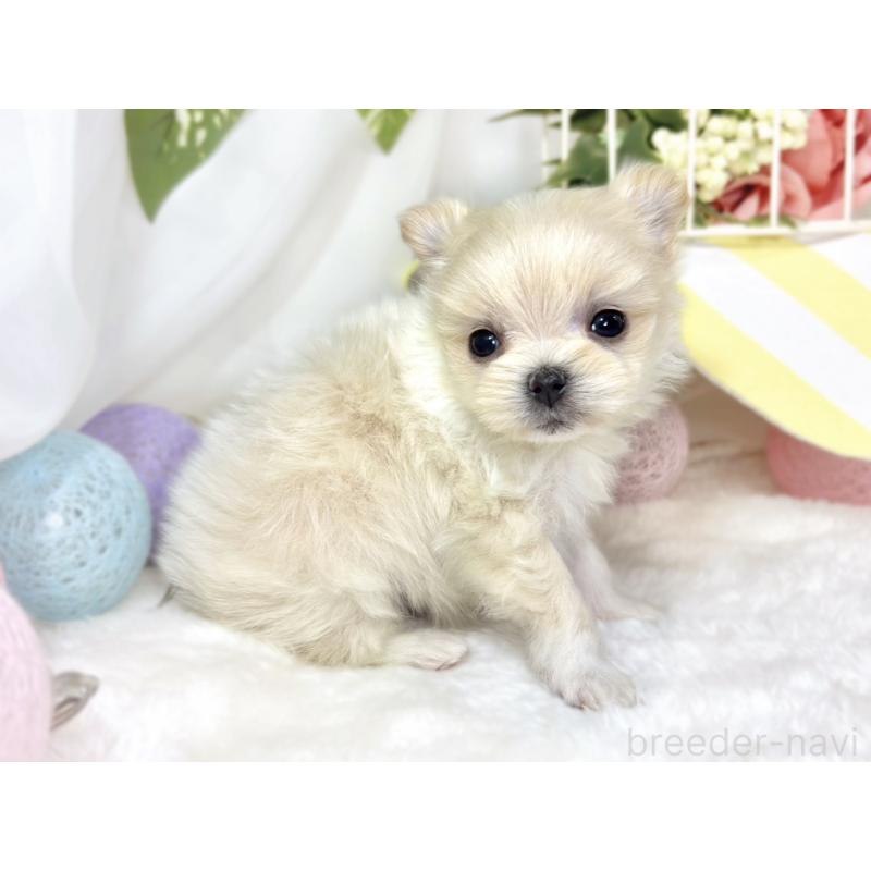 販売中の滋賀県のポメマル:ポメラニアン×マルチーズ-436519の3枚目