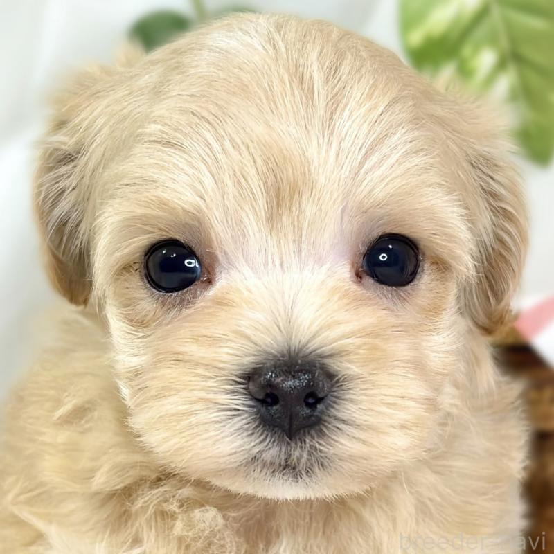 販売中の滋賀県のマルプー:マルチーズ×トイプードル-436520