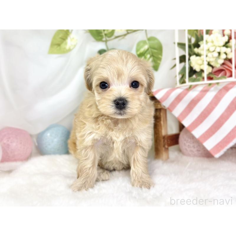 販売中の滋賀県のマルプー:マルチーズ×トイプードル-436520の4枚目