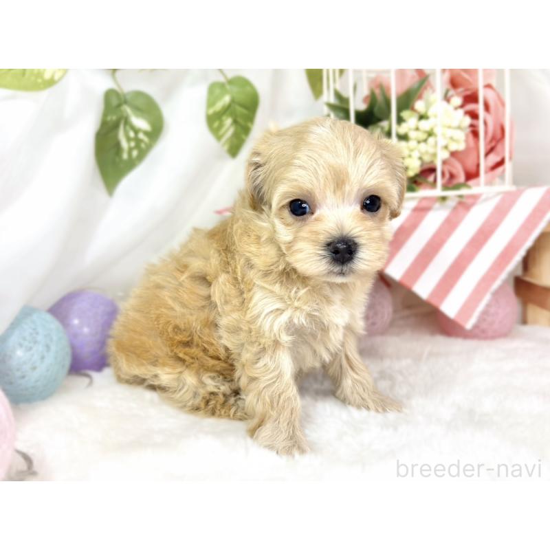 販売中の滋賀県のマルプー:マルチーズ×トイプードル-436520の3枚目