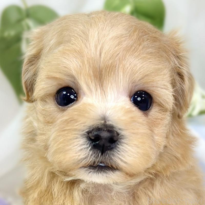 販売中の滋賀県のマルプー:マルチーズ×トイプードル-436521の1枚目