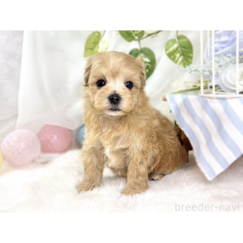 販売中の滋賀県のマルプー:マルチーズ×トイプードル-436521の3枚目