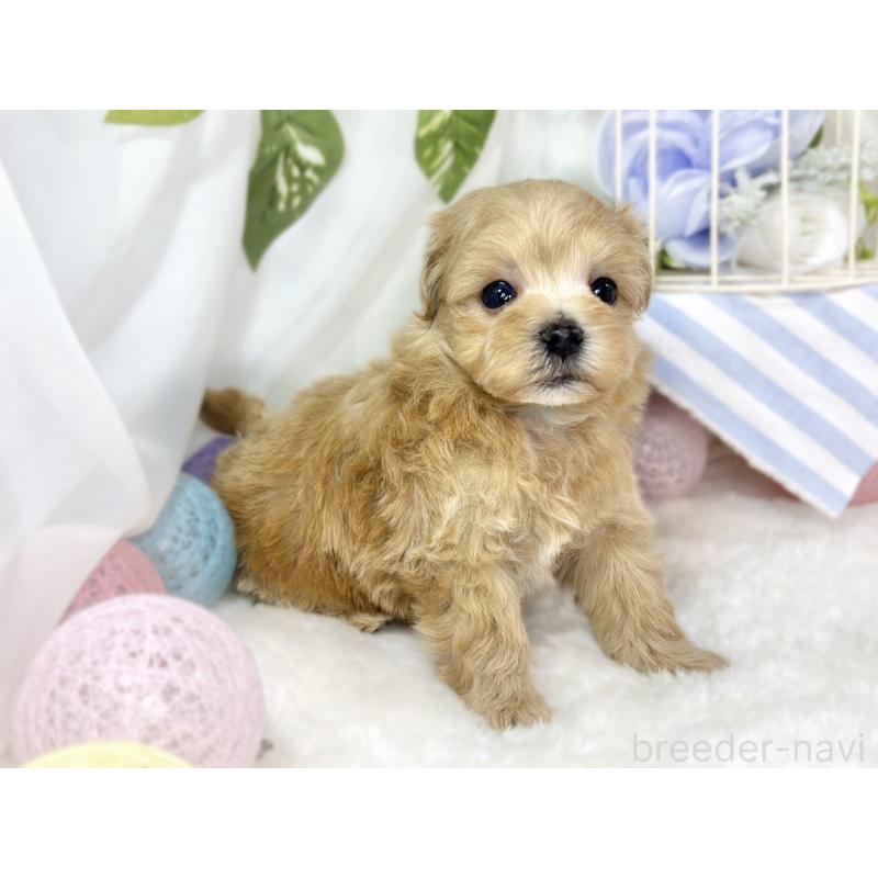 販売中の滋賀県のマルプー:マルチーズ×トイプードル-436521の2枚目