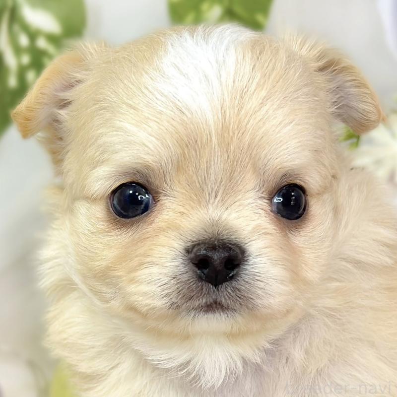 販売中の滋賀県のチワワ(ロングコート)-436522の1枚目