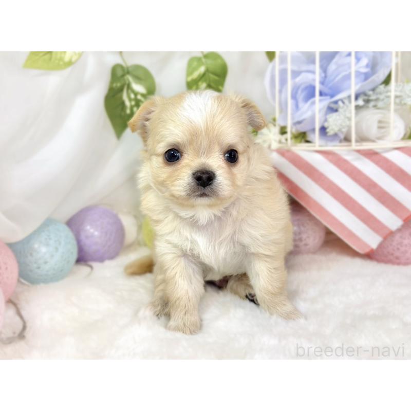 販売中の滋賀県のチワワ(ロングコート)-436522の4枚目