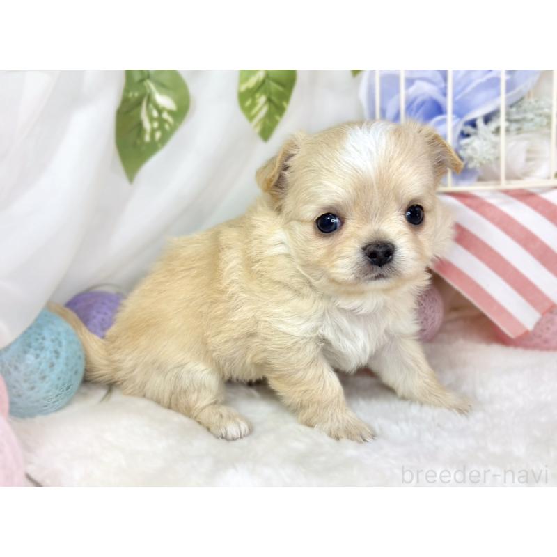 販売中の滋賀県のチワワ(ロングコート)-436522の3枚目