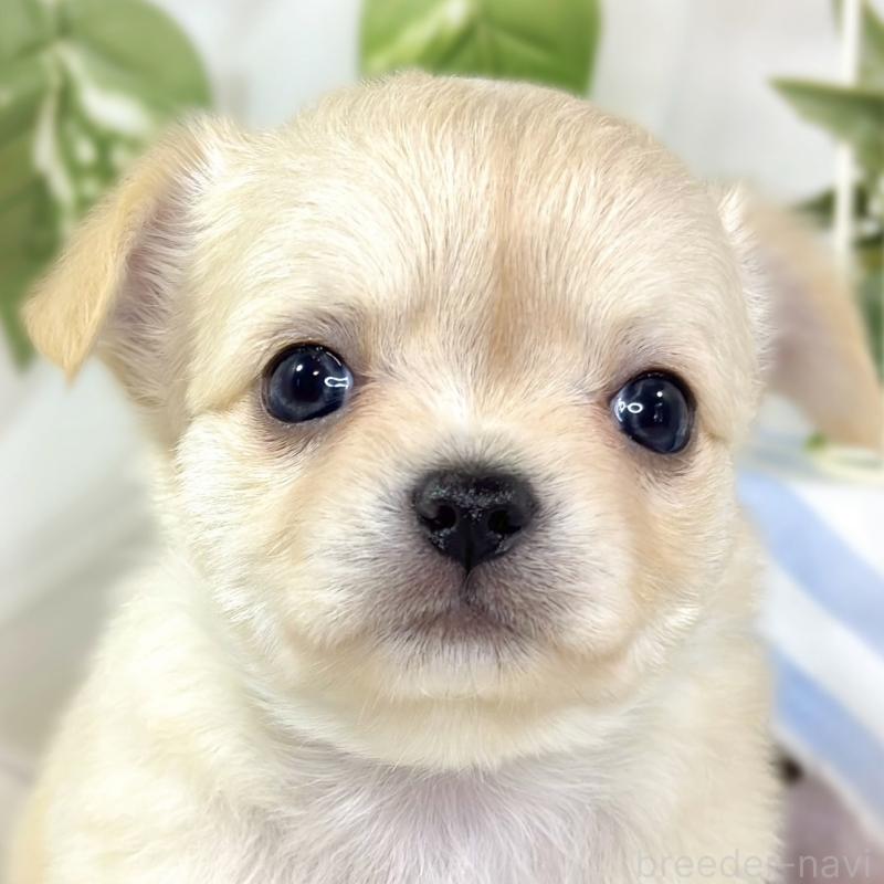 販売中の滋賀県のチワワ(ロングコート)-436523